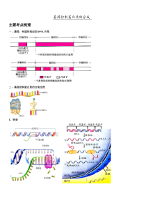 基因控制蛋白质的合成习题及答案详解