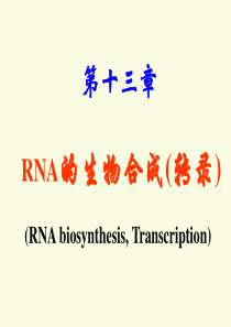 生化13转录.