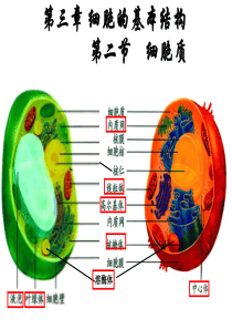 生物32《细胞器-系统的边界》