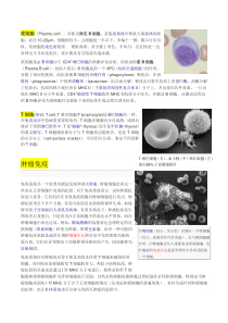 生物免疫反应机理