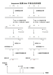 甲基化原理