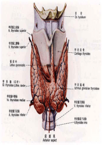 甲状腺功能亢进症201659