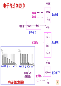 电子传递体系与氧化磷酸化2.