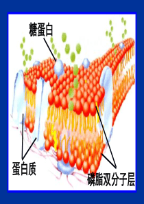 物质出入细胞的方式参赛