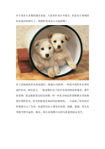 狗狗得肺炎传染吗