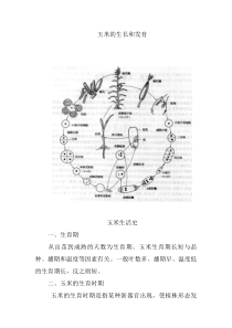 玉米的生长和发育