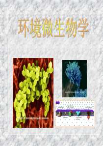 环境微生物总复习.