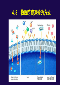 高中生物精华课件：物质跨膜运输的方式