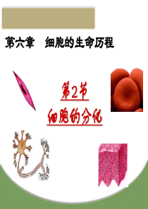 细胞的分化.ppt