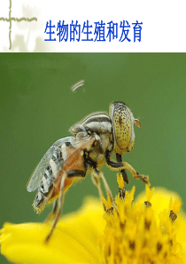 八年级生物下册第一章生物的生殖和发育复习