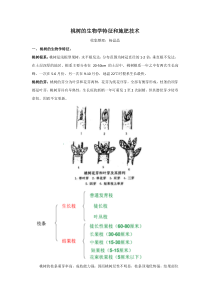 桃树的生物学特征和施肥技术