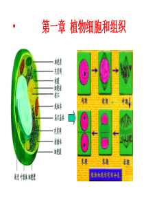 植物细胞和组织.