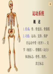 正常人体解剖学第一章运动系统骨学.