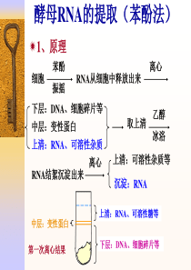 浙江大学生物化学实验甲酵母RNA的提取(苯酚法)