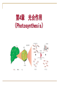 植物生理学-光合作用