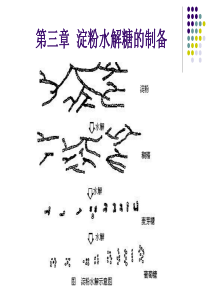 氨基酸工艺学第三章淀粉水解糖的制备