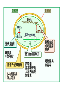 抗菌药物作用及作用机制.