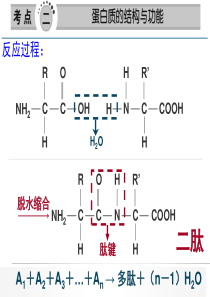 有关蛋白质的计算