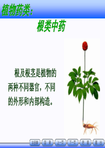 教案下篇1根类药材.