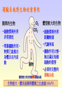 运输系统对生物的重要性