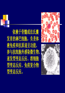 B细胞发育-B-lymphocyte-development