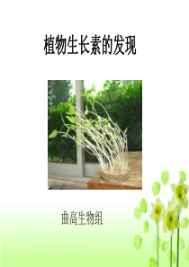 植物激素的发现ppt