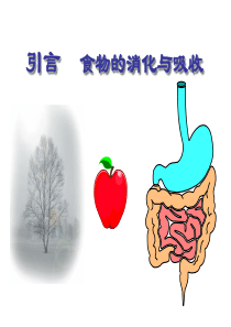 引言食物的消化与吸收