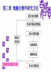 形态观察方法