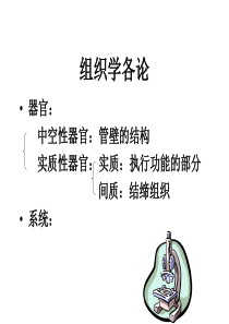 循环内分泌系统2013.