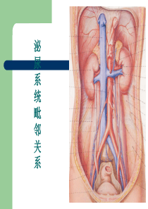 逆行肾盂造影课件