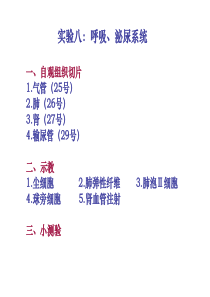 实验八呼吸系统泌尿系统.