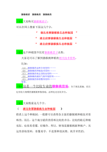 如何种植猕猴桃苗