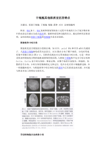 干细胞其他核质亚区的特点