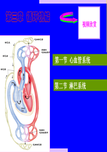 大学人体解剖循环系统.