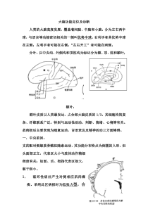 大脑功能定位诊断