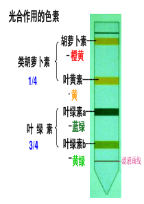 实验光合色素的提取与分离