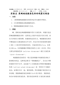 实验六果蝇唾液腺染色体的观察及制备