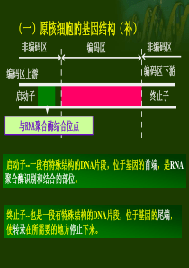 基因工程操作流程-2016