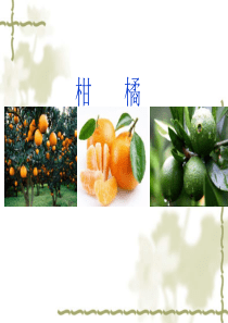 柑橘种植与病虫害防治