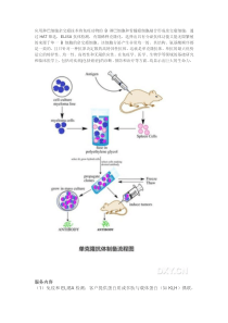 单克隆抗体制备服务