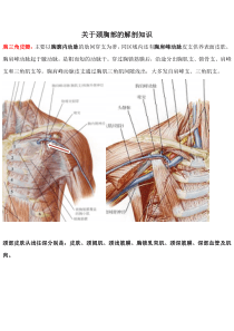 关于颈胸部的解剖知识