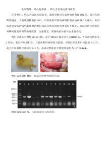 供应流行性鸭肝鸭大舌