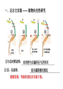 植物的激素调节一轮复习-整理版