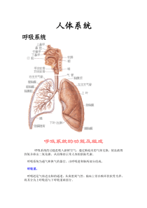 人体八大系统大全