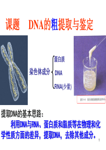 人51DNA的粗提取和鉴定(共30张)