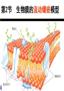 人教版必修一第四章第二节生物膜的流动镶嵌模型(共29张)