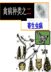 禽常见病防治2－其他疾病-云南农业职业技术学院