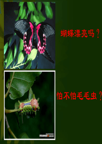 人教版生物八年级下册第二节昆虫的生殖和发育