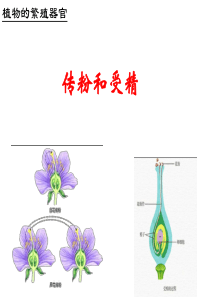 传粉与受精.