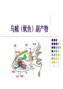 乌贼(鱿鱼)粉的课件.